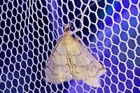 Anania verbascalis