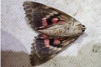 Catocala dilecta
