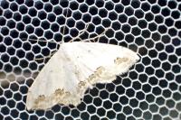 Scopula ornata