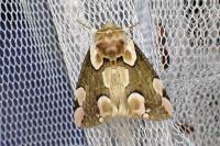 Thyatira batis