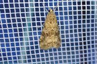 Hellula undalis