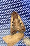 Xestia agathina