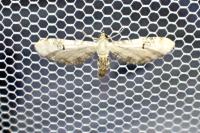 Eupithecia centaureata