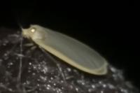 Katha depressa