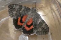Catocala nupta