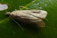Schrankia costaestrigalis