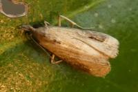 Schrankia costaestrigalis