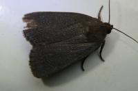 Amphipyra livida