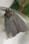 Amphipyra livida