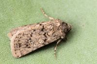 Epipsilia latens