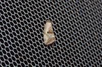 Elaphria venustula