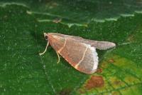 Hypsopygia glaucinalis