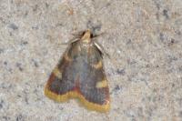 Hypsopygia costalis