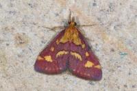 Pyrausta purpuralis