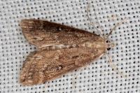 Parapoynx stratiotata