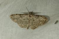 Peribatodes rhomboidaria rhomboidaria