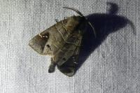 Clostera anachoreta