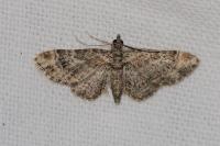 Gymnoscelis rufifasciata