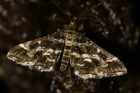 Diasemiopsis ramburialis