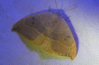 Watsonalla binaria