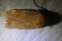 Noctua fimbriata/tirrenica