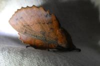 Gastropacha quercifolia
