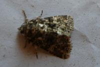 Callopistria latreillei