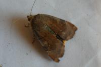 Noctua janthe/janthina