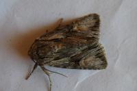 Chloantha hyperici