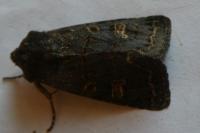 Tholera cespitis
