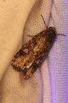 Spodoptera exigua