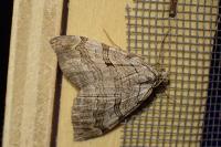 Aplocera plagiata