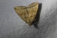 Herminia grisealis