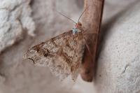 Macaria alternata
