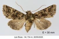 Hadena perplexa