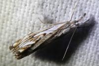 Catoptria falsella