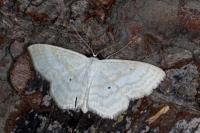Scopula immutata