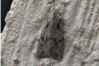 Lithophane ornitopus