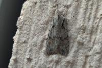 Lithophane ornitopus