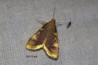 Hypsopygia costalis