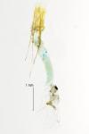 Hypsopygia costalis