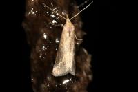 Schrankia costaestrigalis