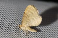 Euchoeca nebulata