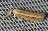 Agriphila selasella
