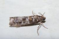 Dioryctria sylvestrella