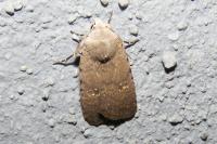 Caradrina montana rougemonti