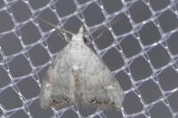 Nola infantula