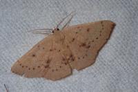 Cyclophora puppillaria