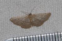 Idaea distinctaria/eugeniata/predotaria