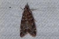 Eudonia mercurella